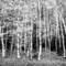 Acadia_national_park