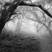 Ancient_oaks_2