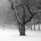 Woods_on_a_snowy_eve