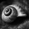 Seashell