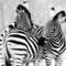 Stripes