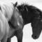 Mustang_couple