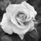 Rose_bloom
