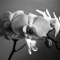Orchids