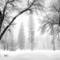Arching_oaks_in_winter