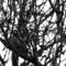 Red-tailed_hawk