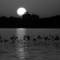 Flight_at_dawn