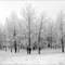 Woodland_wonder