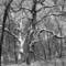 Rock_run_creek_in_winter_5