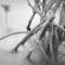 Mangrove_garden_2