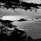 Monterey_cypress