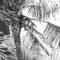 Coconut_palms