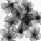 Floating_flowers