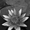 Water_lilly