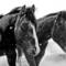 Pardners