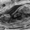 Pt__lobos_tide_pool