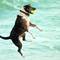 Dog_beach_5