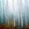 Aspens___fog