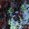 Natures_abstract_2400