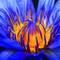 Lilly_glowing