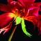 Gypsy_rose_-_004