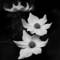 Dogwoods