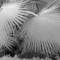 Palm_fans