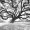 Big_california_oak