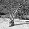 Snow_queen