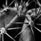 Stetsonia_cactus