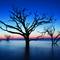 Mystical_trees