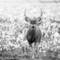 Deer_in_cotton_field