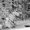 Coyote_in_winter