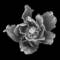 Floral_portrait