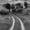 Country_road__7