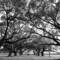 Oak_trees