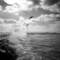 Gulls_in_a_gale