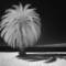 Palm_tree_in_cabo_rojo