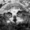Great_horned_baby