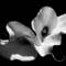 Callas