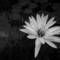 Water_lily