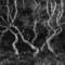 Dancing_trees