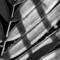Palm_frond