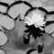 Single_white_water_lily