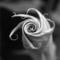 Nightshade_dawning