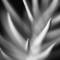 Bones_of_plant