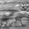Running_reindeer