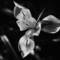 Flower_1