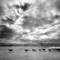 Goats_at_sundown