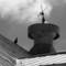 Black_pigeon